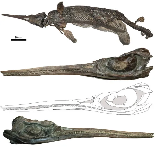 The skeleton and skull of the newly named sword dragon ichthyosaur, Xiphodracon goldencapensis Picture: Dr Dean Lomax