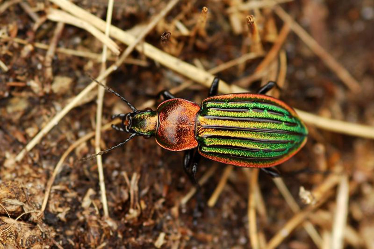 Iridescent ground beetle Picture: Purbeck Natural Hsitory Forum