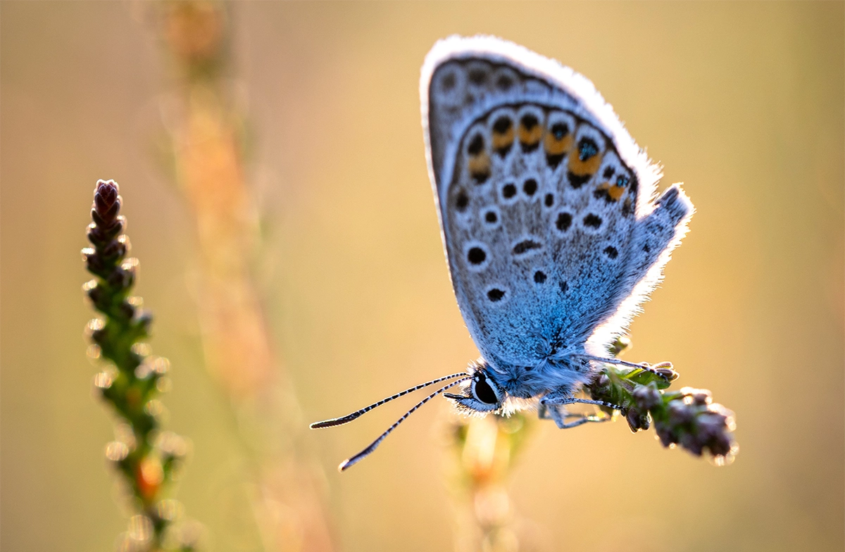 Silver Studded Blue Butterfly Picture: Mark Singleton