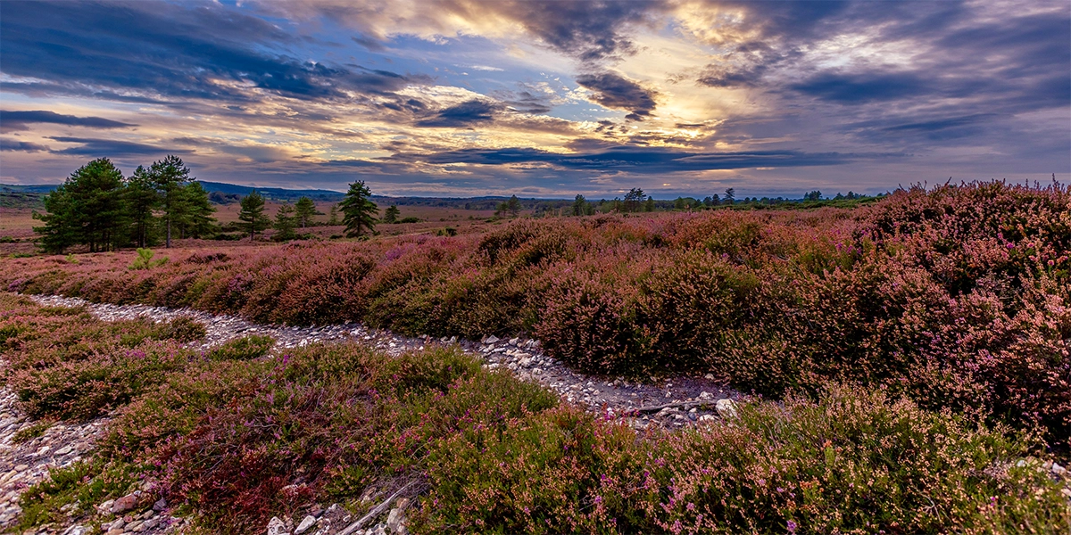 The stunning Purbeck Heaths Picture: Mark Singleton