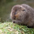 Water voles have been recorded on several sites on the heaths Picture: Terry Bagley