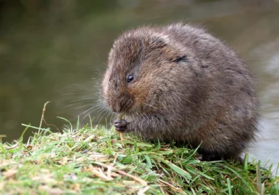 Water voles have been recorded on several sites on the heaths Picture: Terry Bagley
